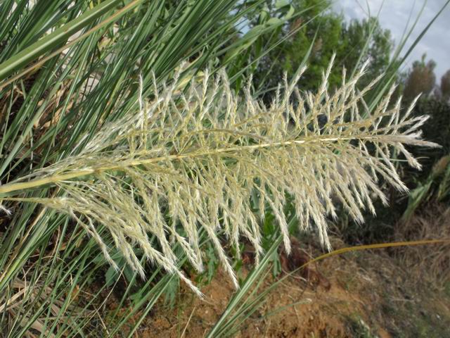 Erianthus ravennae (=Tripidium ravennae) / Canna del Po